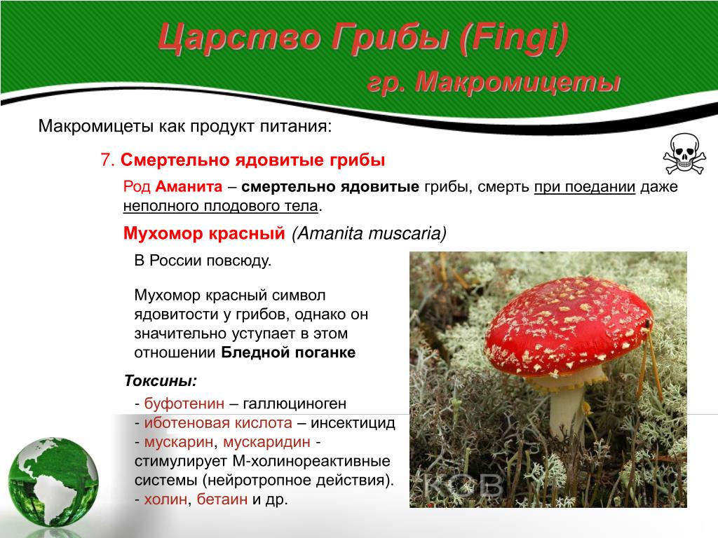 Ядовитые вещества грибы. Мухомор красный среда обитания. Смертельно ядовитые грибы. Приспособления красного мухомора. Классификация ядовитых грибов.