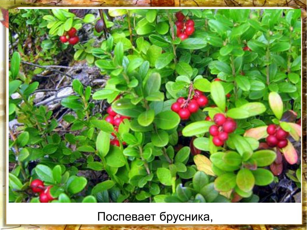 Поспевает брусника