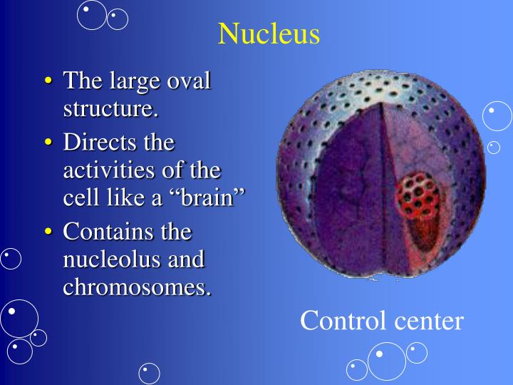 PPT - Organization of Life PowerPoint Presentation - ID:4943290