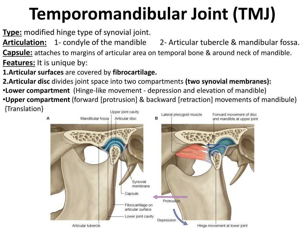 PPT The Temporal Region And Temporo Mandibular Joint TMJ PowerPoint Presentation ID