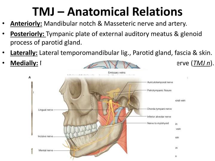 Tmj Relations PPT - The Temporal Region And Temporo -Mandibular Joint (TMJ ...