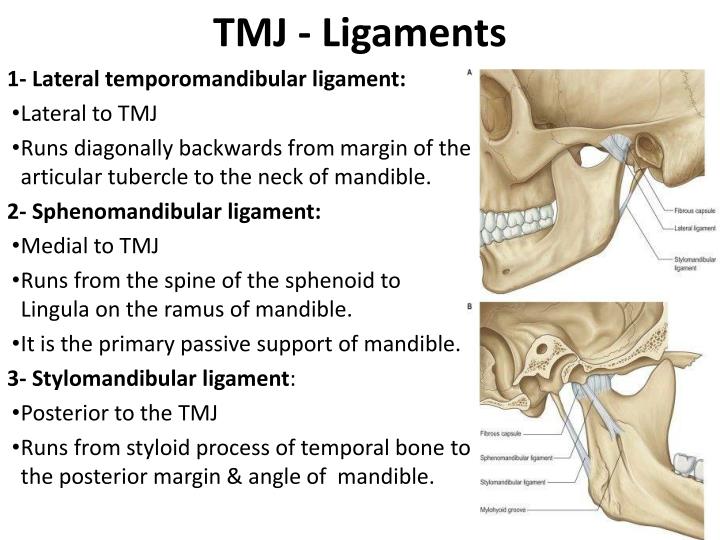 PPT - The Temporal Region And Temporo -Mandibular Joint (TMJ