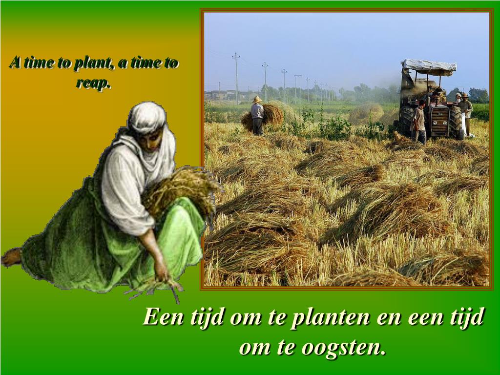 Alles Heeft Zijn Tijd PPT - “Alles heeft zijn tijd”: Vertaling uit de Bijbel: Prediker 3, 1