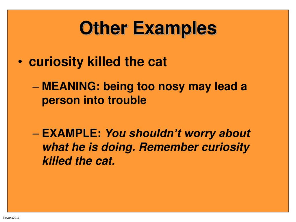 Curiosity Killed The Cat - English Cat Idioms and phrases