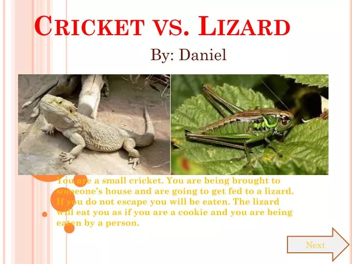 PPT Cricket vs. Lizard PowerPoint Presentation, free download ID4950761