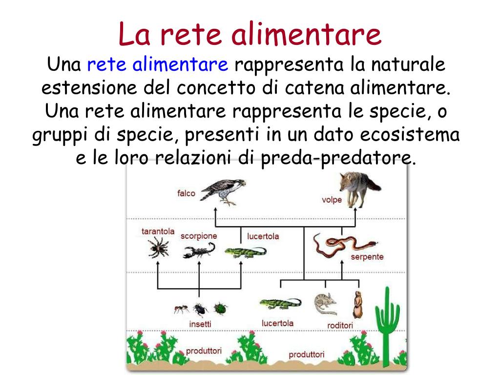 PPT - L'ambiente e l'ecologia PowerPoint Presentation, free download -  ID:4952749