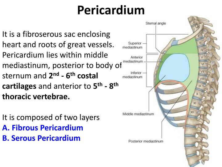 Ppt Pericardium And Heart Powerpoint Presentation Id4956744