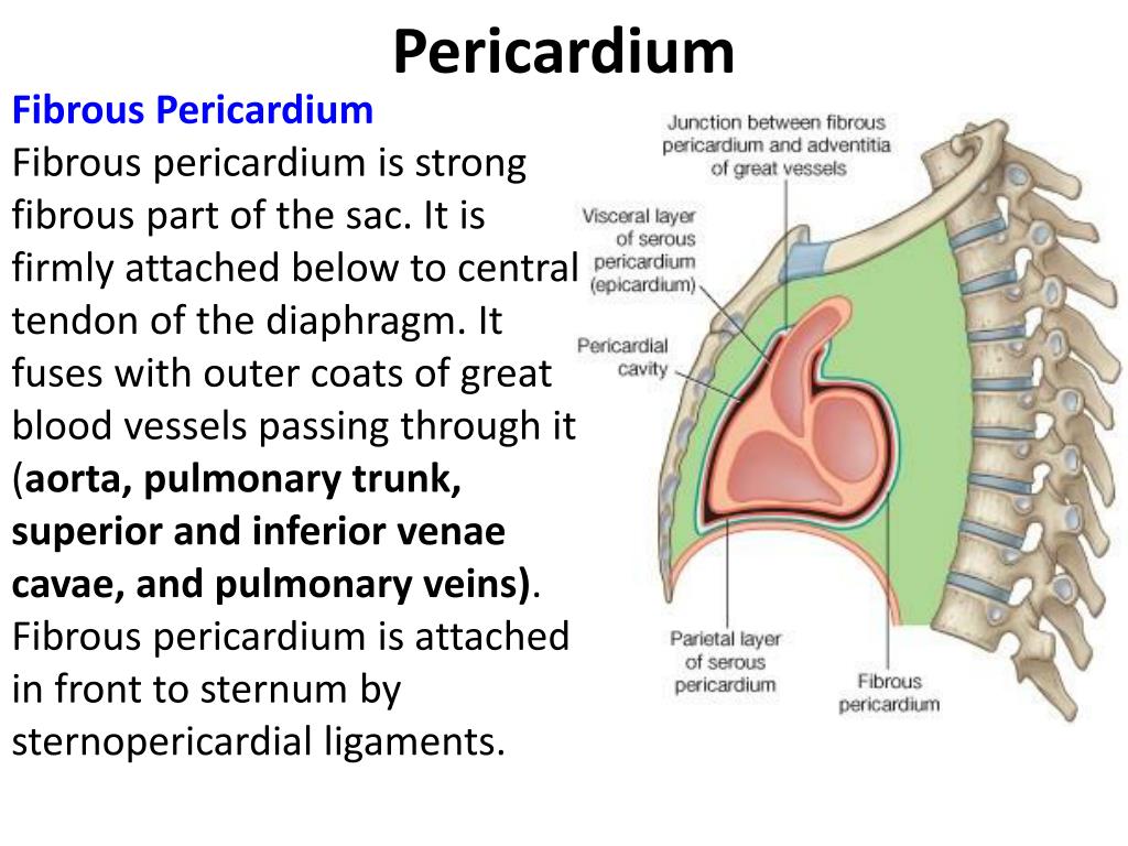 Ppt Pericardium And Heart Powerpoint Presentation Free Download Id