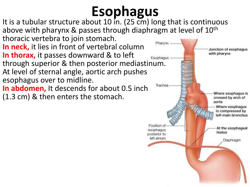 Пищевод система. Пищевод человека. Трахея и пищевод. Строение пищевода и трахеи. Esophagus structure.