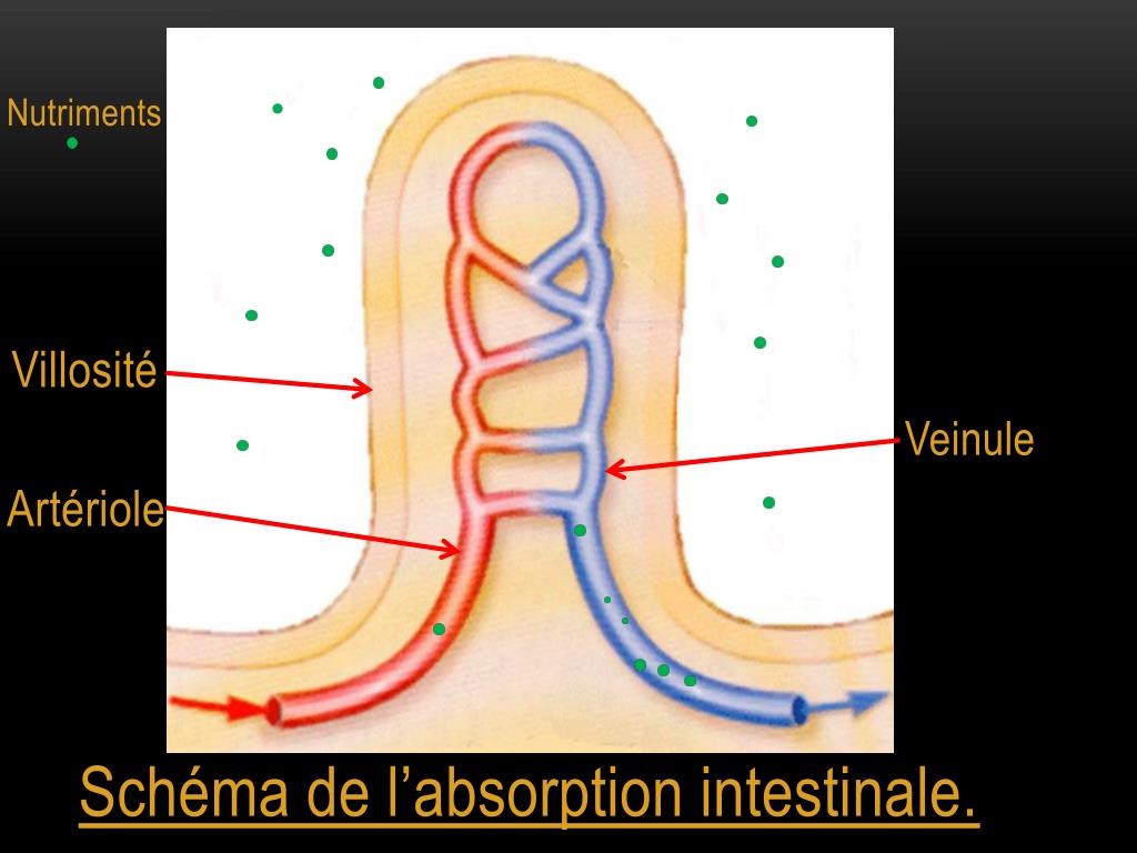 Passage Des Nutriments De L'intestin Grêle Vers Le Sang PPT - L’approvisionnement du sang en glucose PowerPoint Presentation
