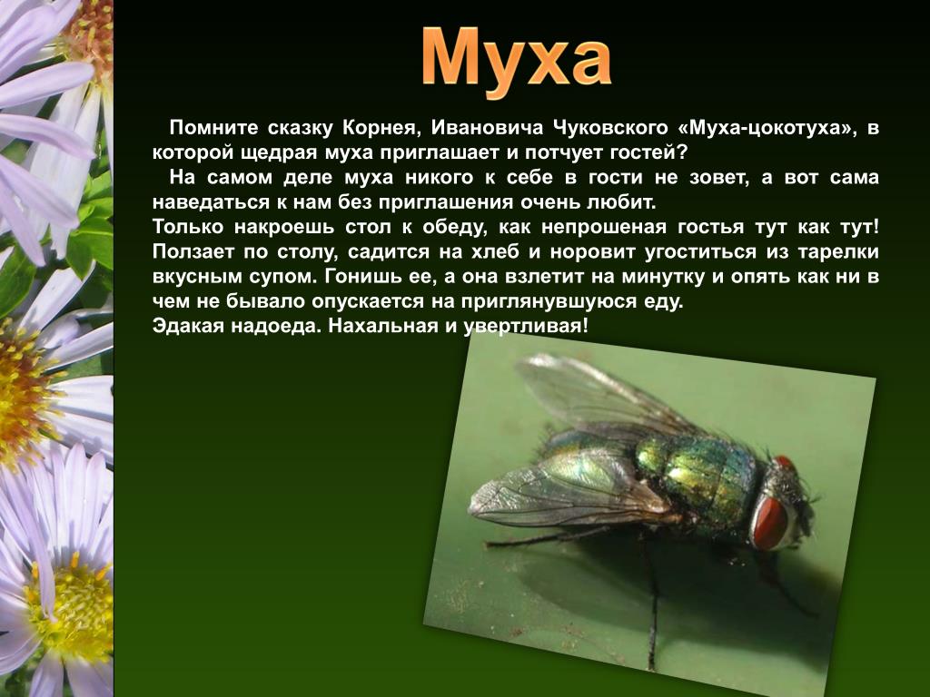 Детям про муху. Информация о мухе. Презентация на тему мухи. Сообщение о мухе. Информация про муху.