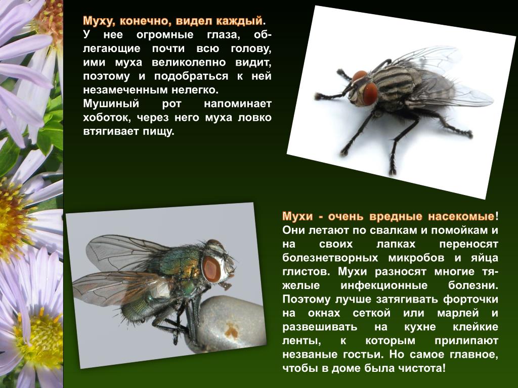 Муха происхождение. Муха (насекомое). Описание мухи. Интересные факты о мухах для детей. Информация о мухе.