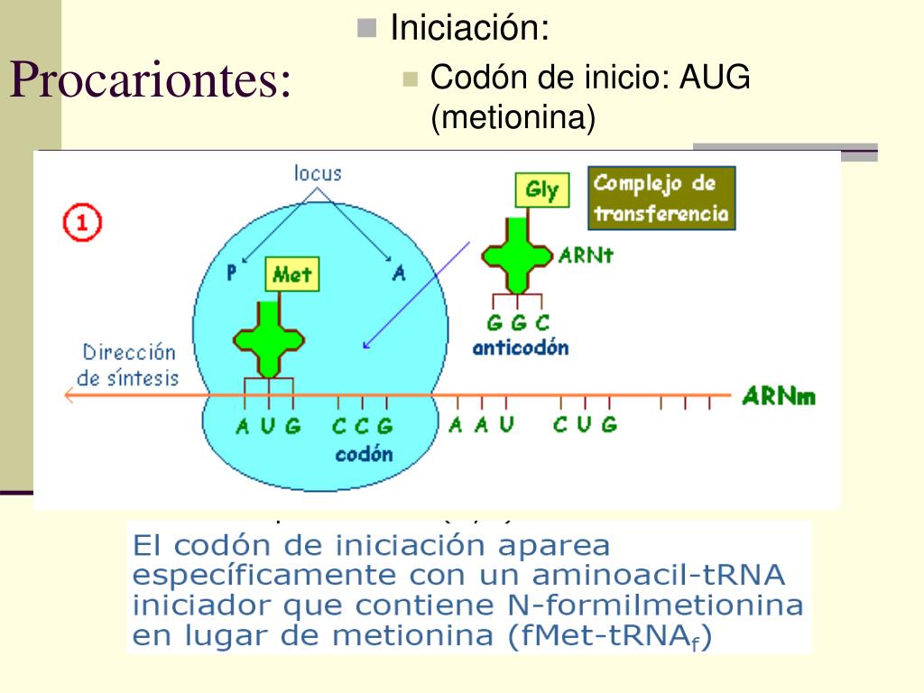 PPT - Unidad 1: “Información Genética y Proteínas” Tema: Traducción del ...
