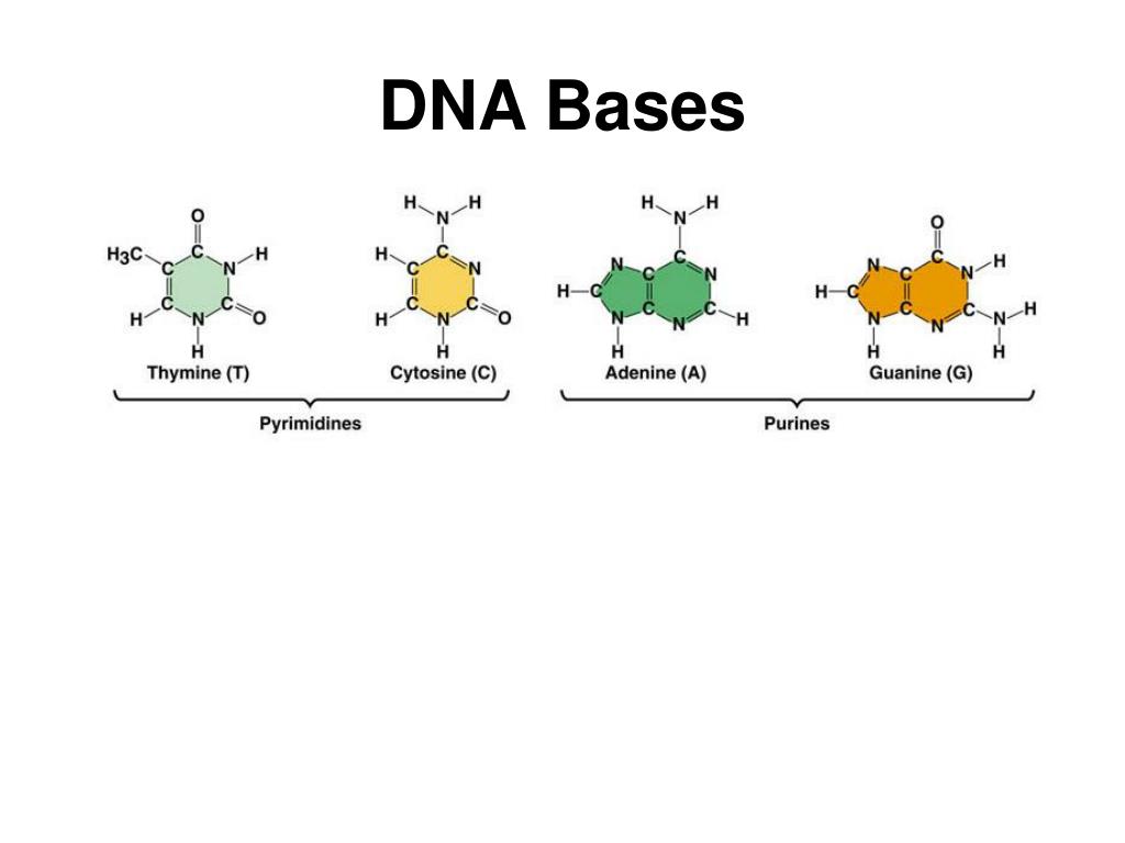 Аденин гуанин цитозин Тимин. Nitrogen Bases in DNA and RNA. Mini DNA Amplifier.