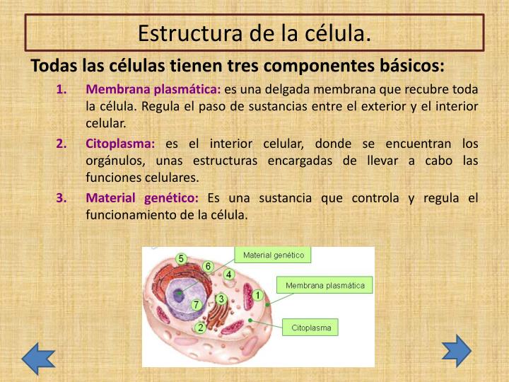 PPT - La célula PowerPoint Presentation - ID:4969389