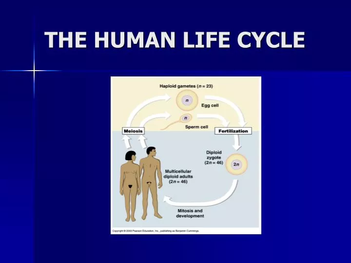 human cycle ppt powerpoint