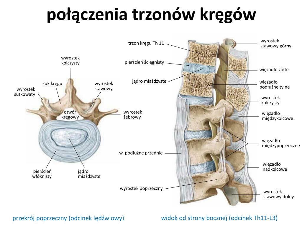 Ile Kręgów Szyjnych Ma żyrafa PPT - Połączenia kości tułowia PowerPoint Presentation, free download