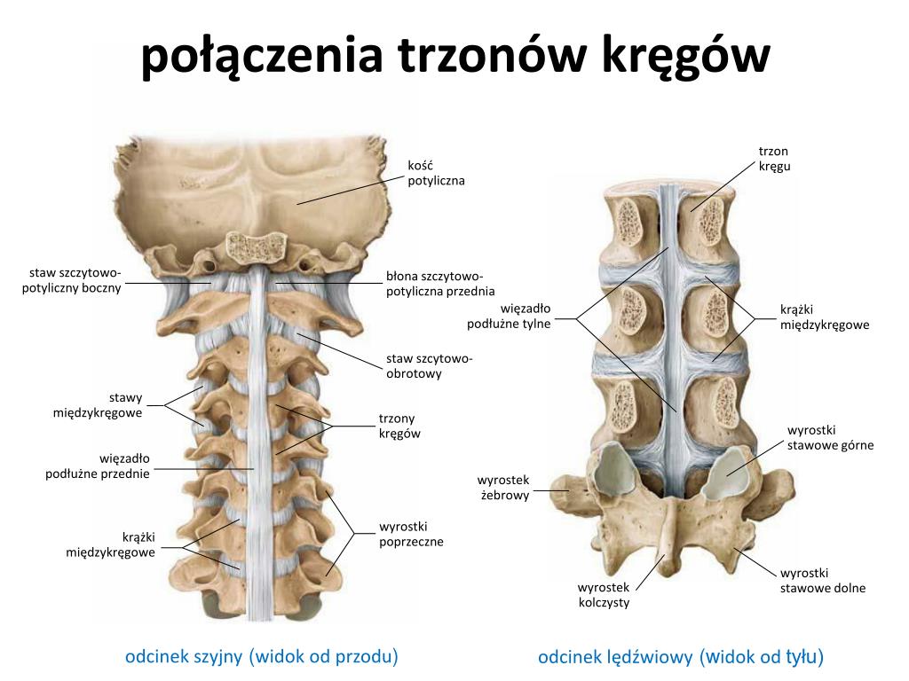 Połączenia Między Kośćmi Różnią Się Stopniem Ruchomości Tworzących Je Kości PPT - Połączenia kości tułowia PowerPoint Presentation, free download