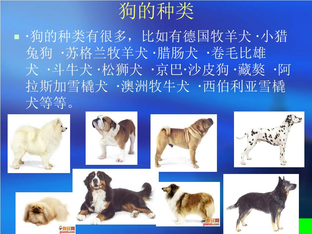 中国各种小狗的品种大全（中国本土狗狗名册大全）-秒懂财税
