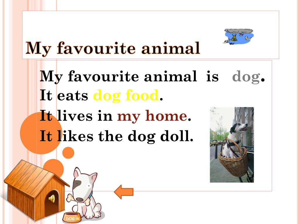 PPT - My favourite animal PowerPoint Presentation, free download -  ID:4972172