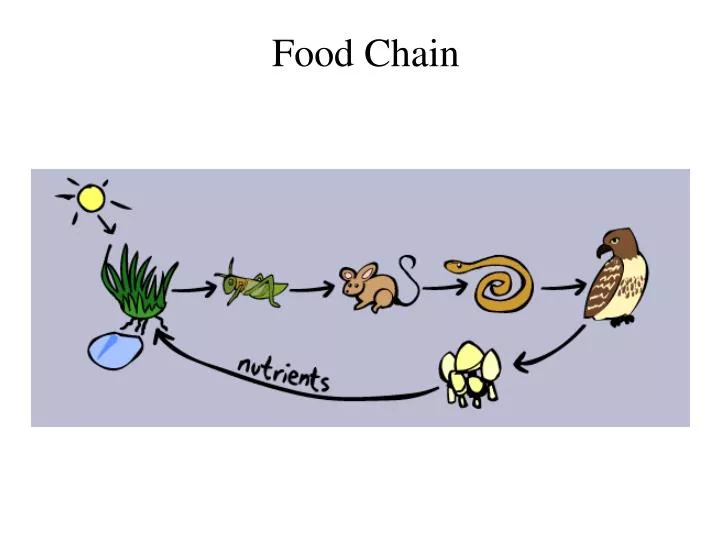 PPT - Food Chain PowerPoint Presentation, Free Download - ID:4973581