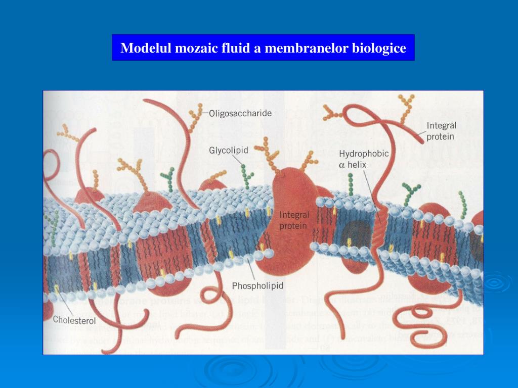 PPT - Metabolismul lipidelor 2 PowerPoint Presentation, free download -  ID:4978773