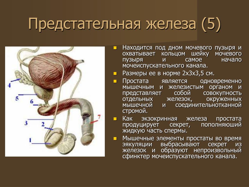 Простата это железа. Бульбоуретральная железа анатомия. Бульбоуретральные железы строение и функции. Бульбоуретральные железы и предстательная железа. Бульбоуретральная железа анатомия строение.