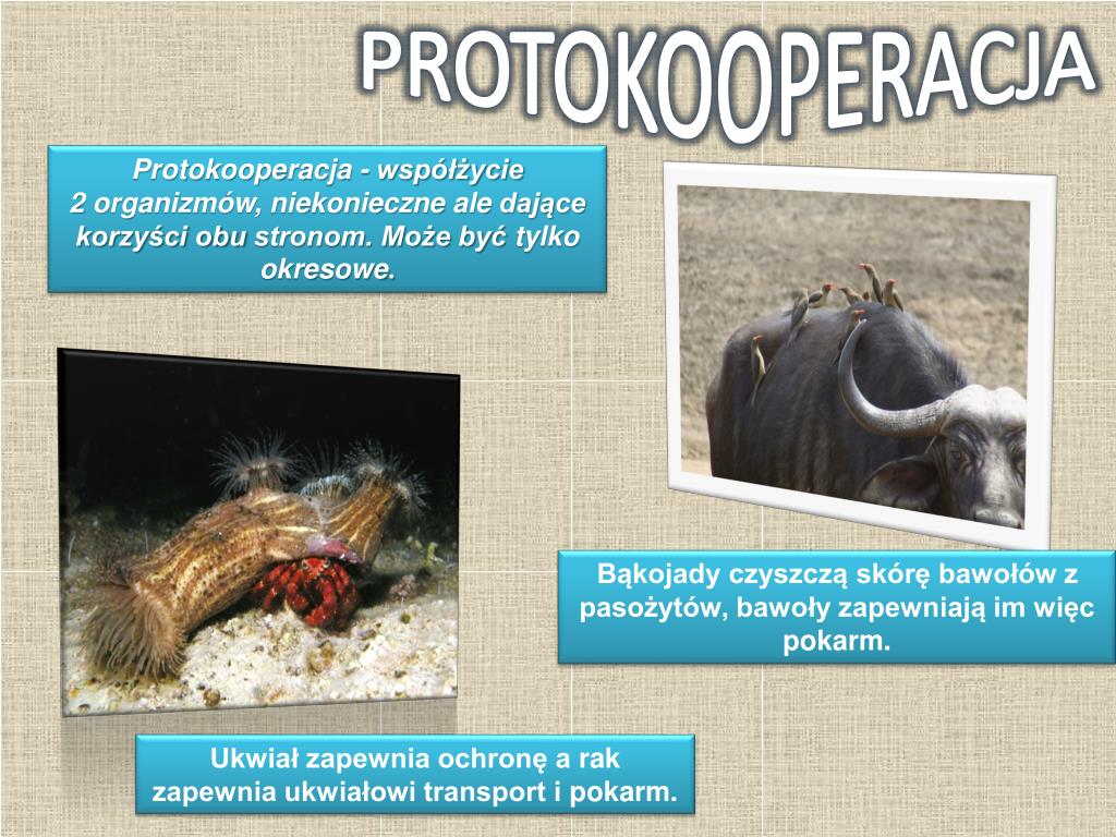 Nieantagonistyczne Zależności Między Gatunkami Prezentacja PPT - ODDZIAŁYWANIA PowerPoint Presentation, free download - ID:4983229
