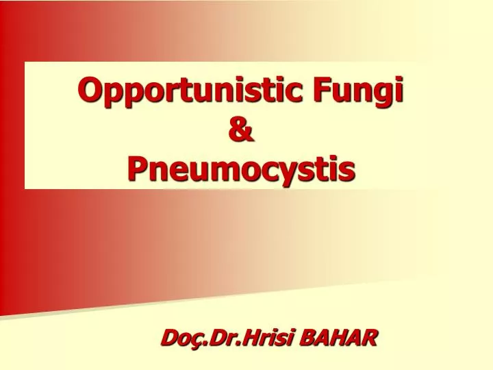 opportunistic fung i pneumocystis n.