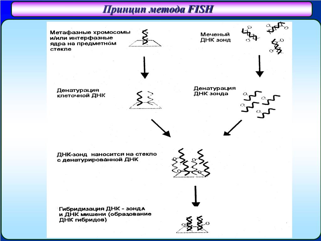 Путь гибридизации. Схема Fish метода.. Метод флуоресцентной гибридизации (Fish). Метод Fish генетика принцип метода. Молекулярно цитогенетическое исследование Fish метод.