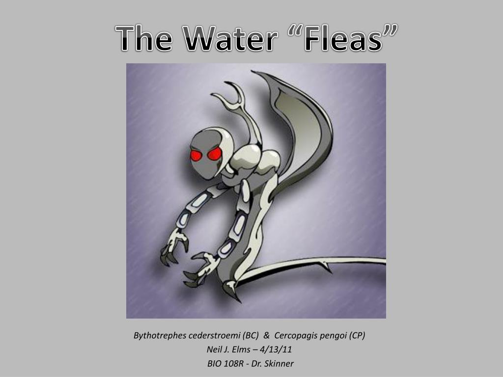 Fishhook Water flea, (Cercopagis pengoi)