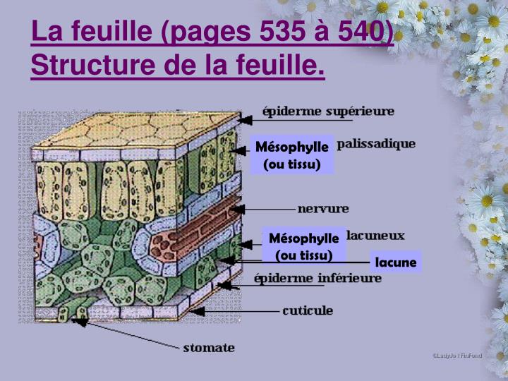 PPT - Structures et fonctions des parties de la plante PowerPoint ...