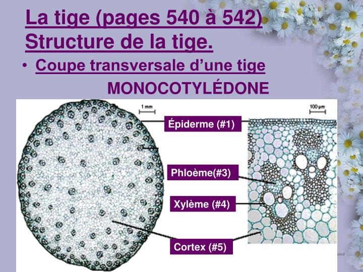 PPT Structures et fonctions des parties de la plante PowerPoint Presentation ID5000606