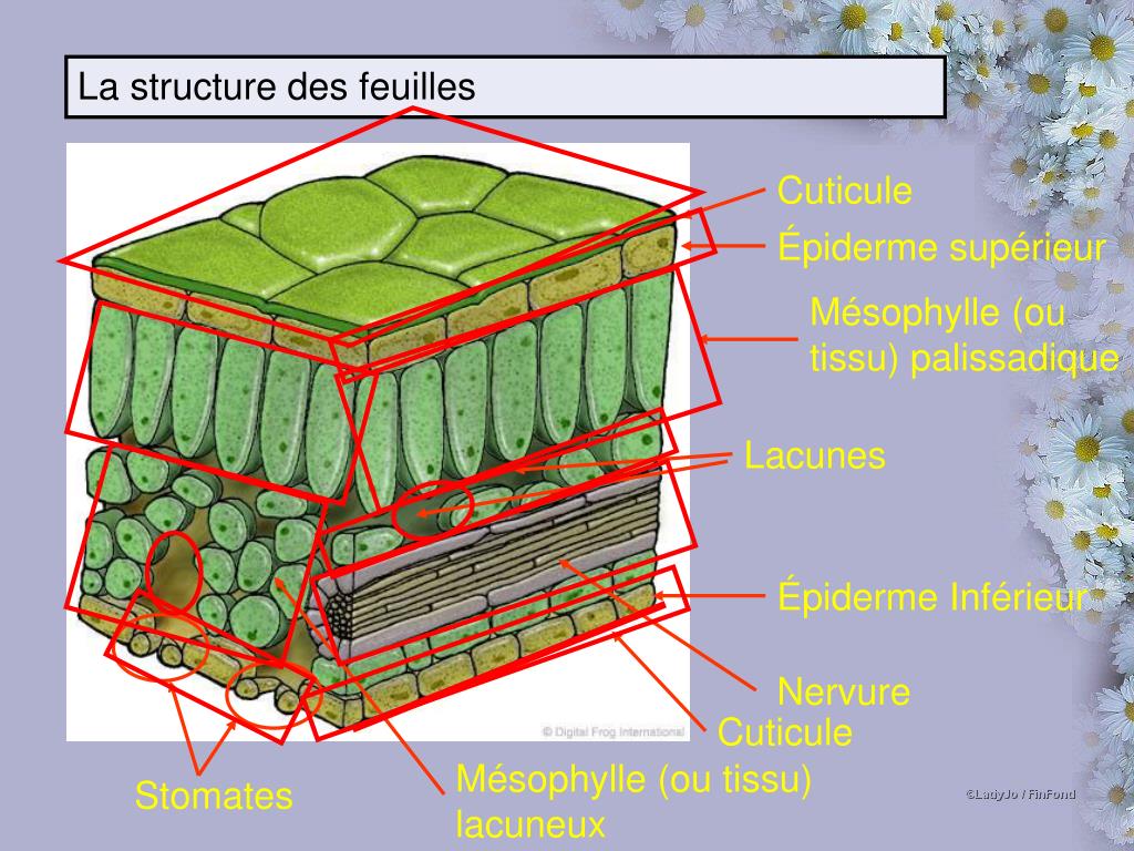 PPT Structures Et Fonctions Des Parties De La Plante PowerPoint PPT Structures Et Fonctions Des Parties De La Plante PowerPoint