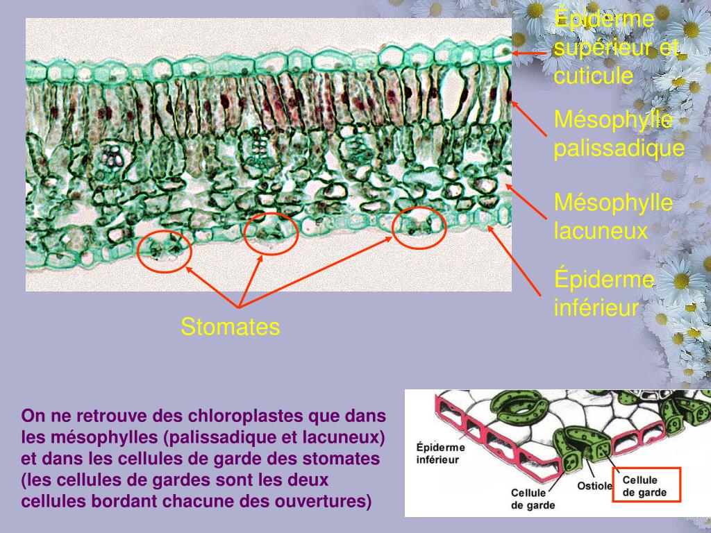 PPT Structures Et Fonctions Des Parties De La Plante PowerPoint PPT Structures Et Fonctions Des Parties De La Plante PowerPoint