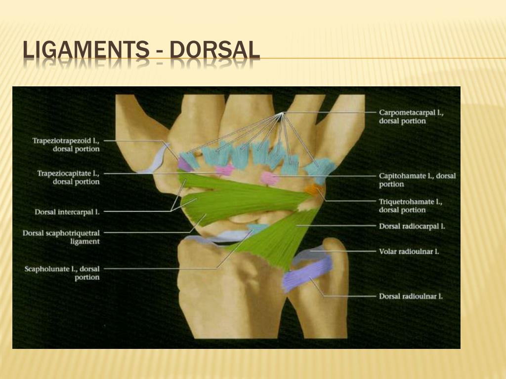 PPT - Imaging Anatomy of the Wrist PowerPoint Presentation, free