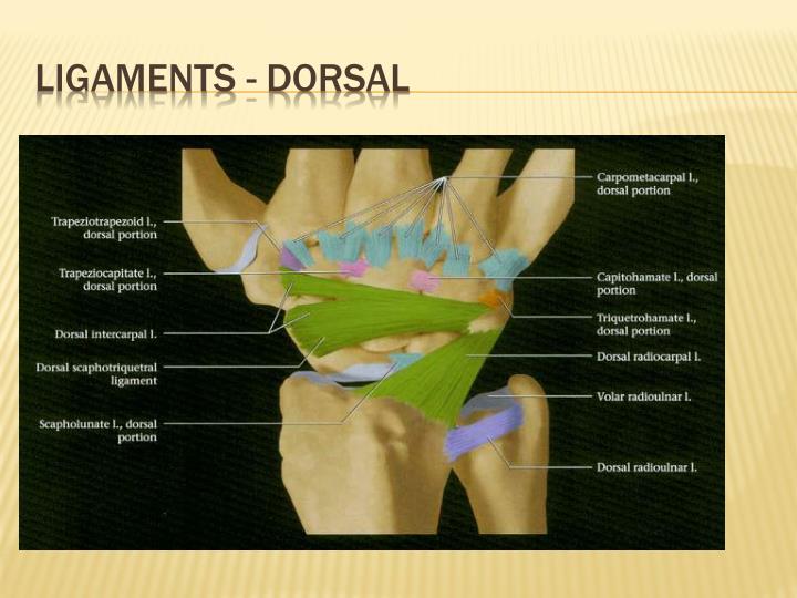 Dorsal Wrist Ligaments