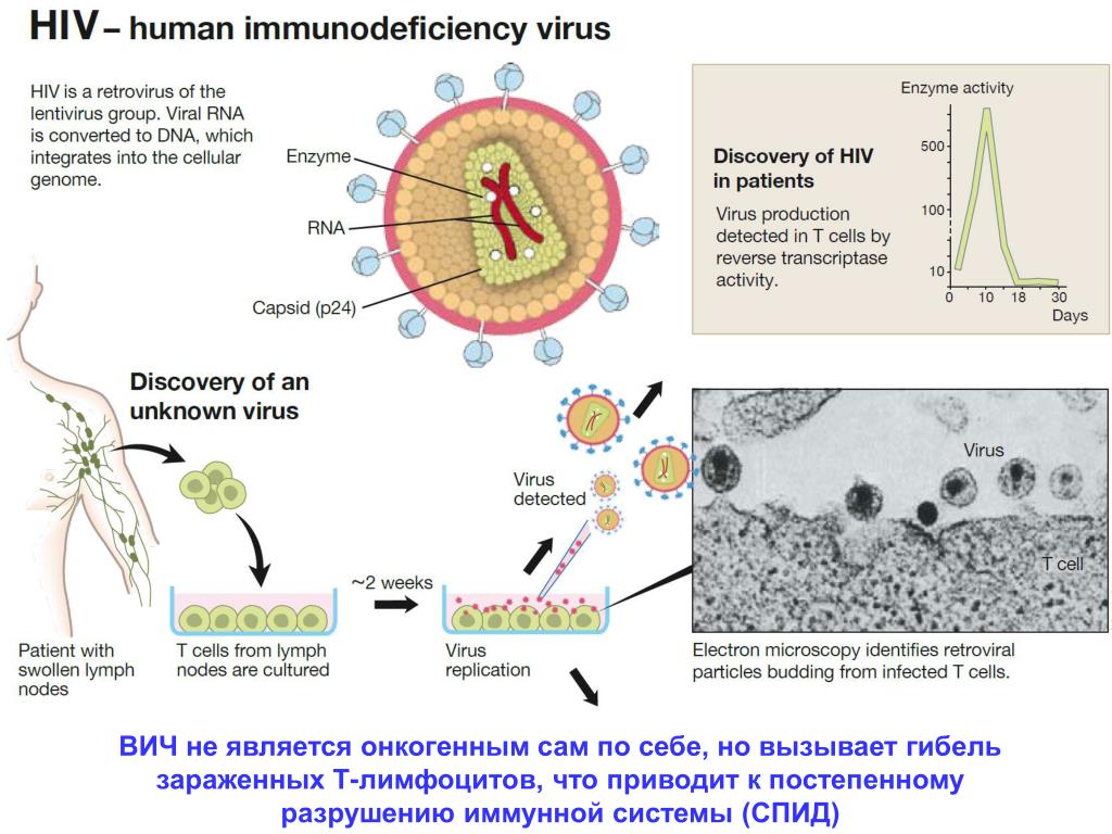 Human immunodeficiency. ВИЧ иммунология патогенез. ВИЧ поражает клетки иммунной системы. ВИЧ разрушение иммунитета. Схема поражения иммунной системы при ВИЧ-инфекции иммунология.