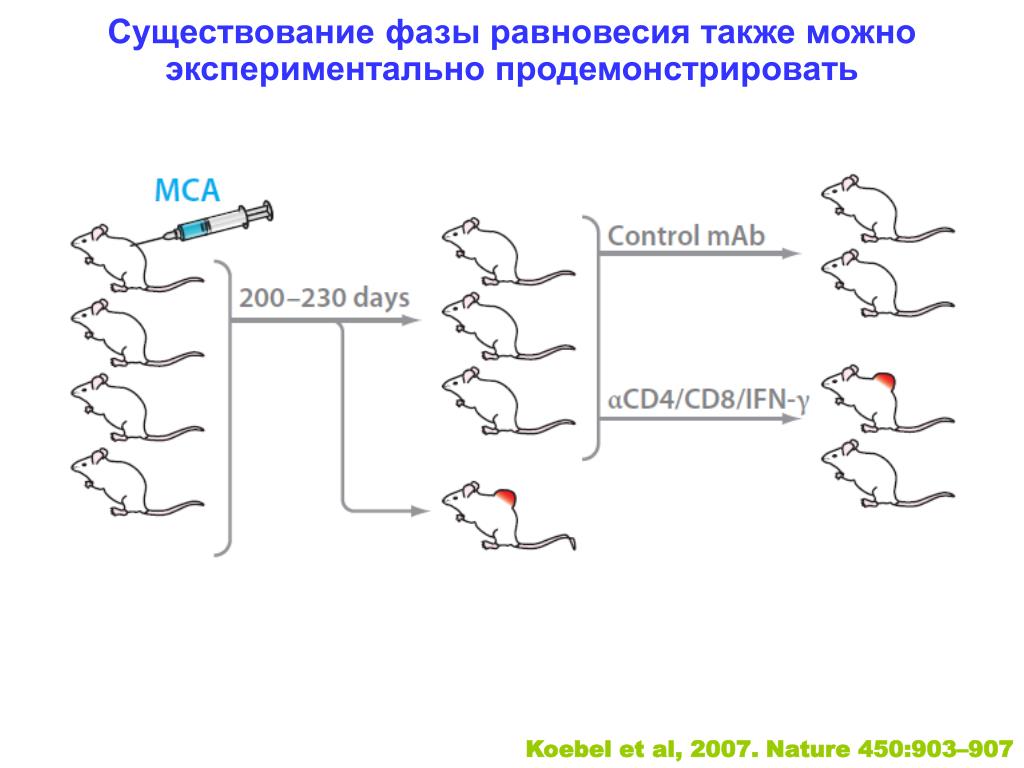 4n4c какая фаза