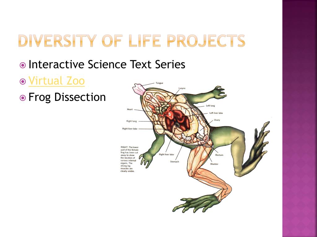 virtual frog dissection free download