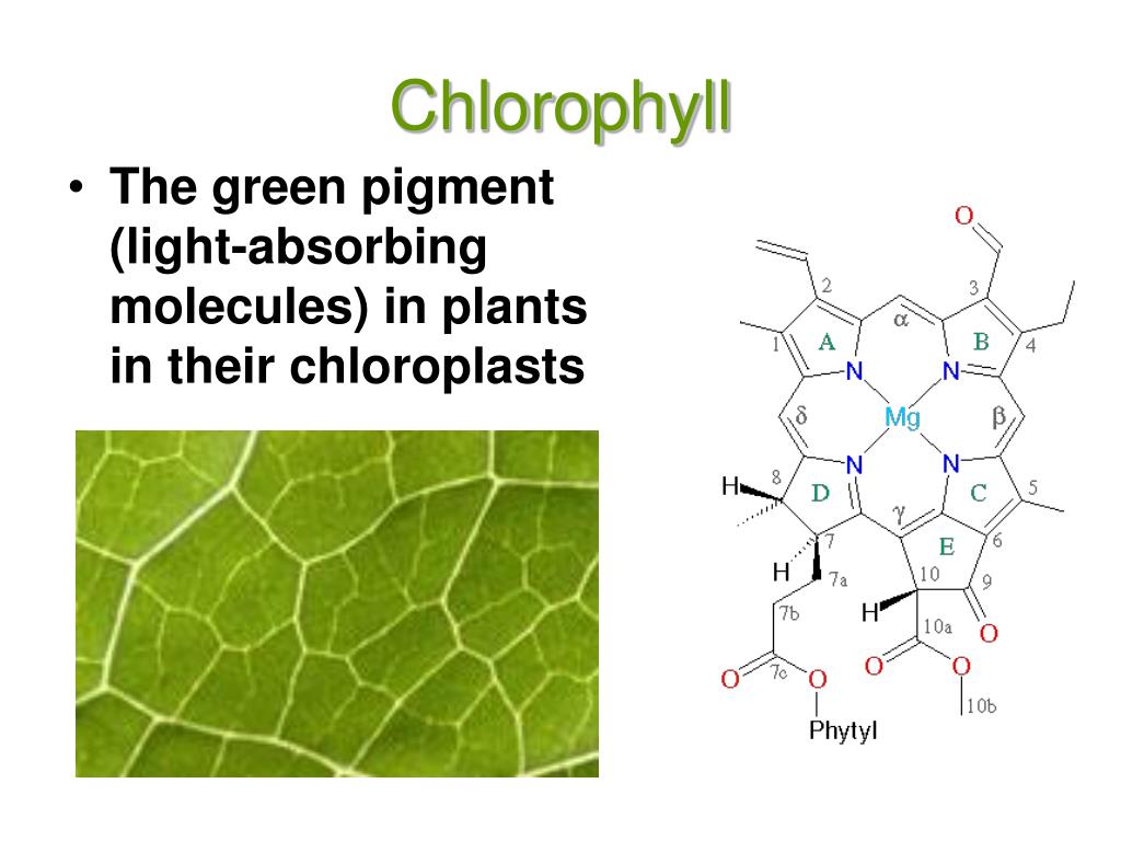 Растительный пигмент хлорофилл. Хлорофилл а и хлорофилл б. Хлорофилл c2. Строение молекулы хлорофилла. Строение хлорофилла а и б.