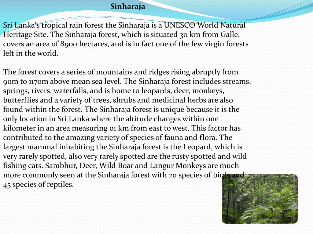 trip to sinharaja rain forest essay