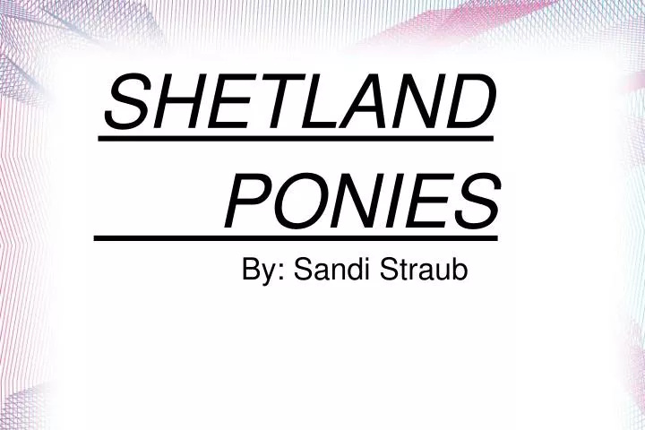 shetland ponies by sandi straub n.