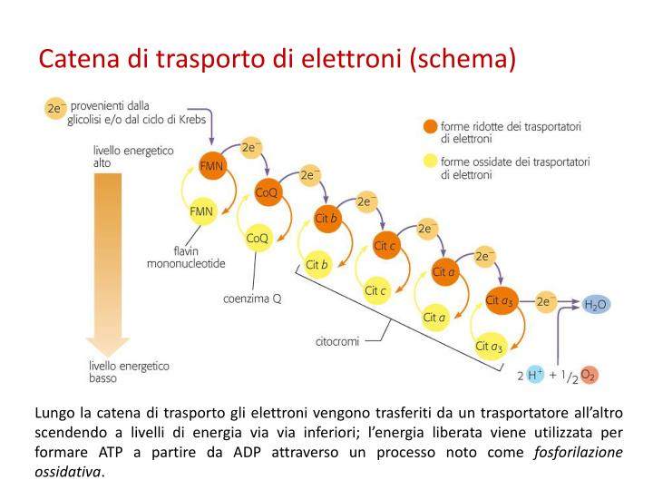 PPT - L’ENERGIA PowerPoint Presentation - ID:5015978