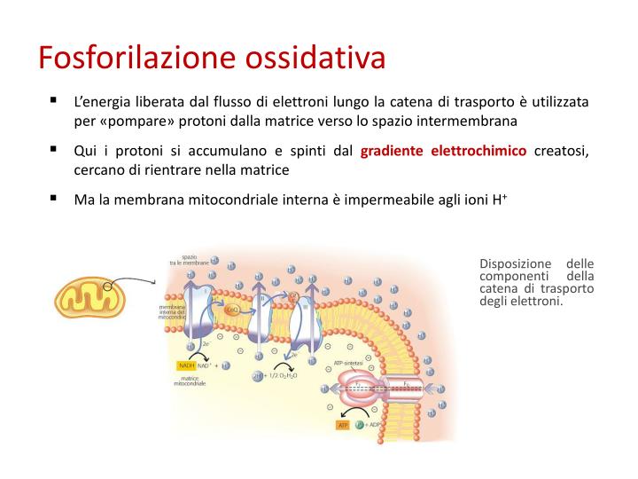 Fosforilazione A Livello Del Substrato