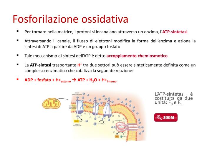 PPT L ENERGIA PowerPoint Presentation ID5015978
