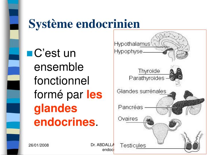 PPT - SYSTEME ENDOCRINIEN (1 ère partie) PowerPoint Presentation - ID ...