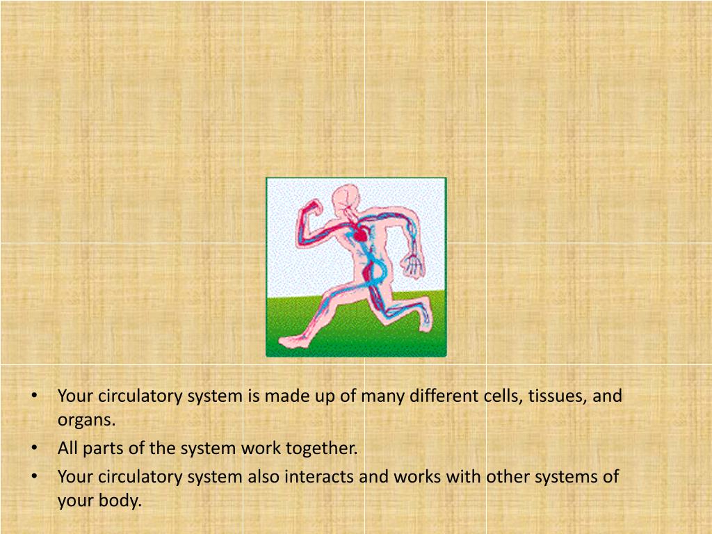 PPT - 14.2 Vascular Plant Systems PowerPoint Presentation, free
