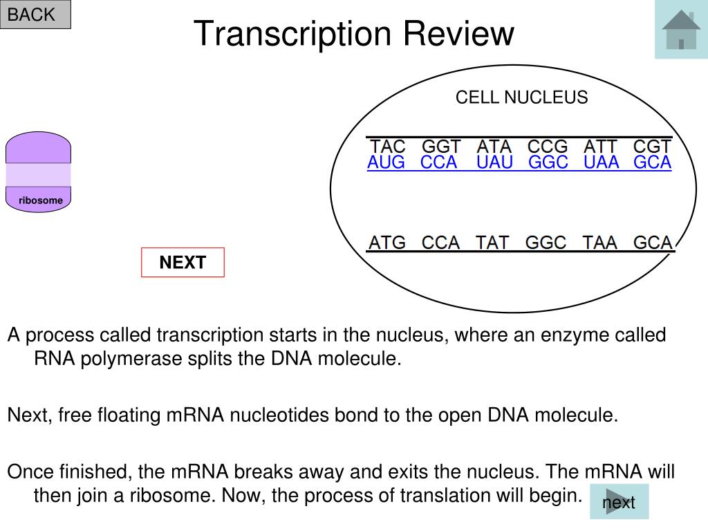 iscribe transcription review iscribe transcription review