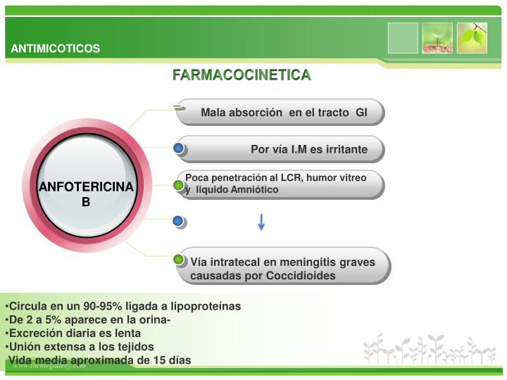 PPT - FARMACOS ANTIMICOTICOS CLASIFICACION DE LAS MICOSIS Candida Puede ...